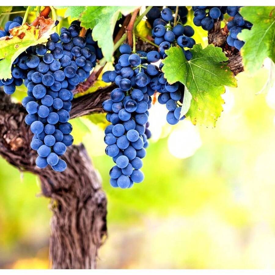 Types Of 200 Organic Seeds And Sweet Fruit Varieties, Suitable For