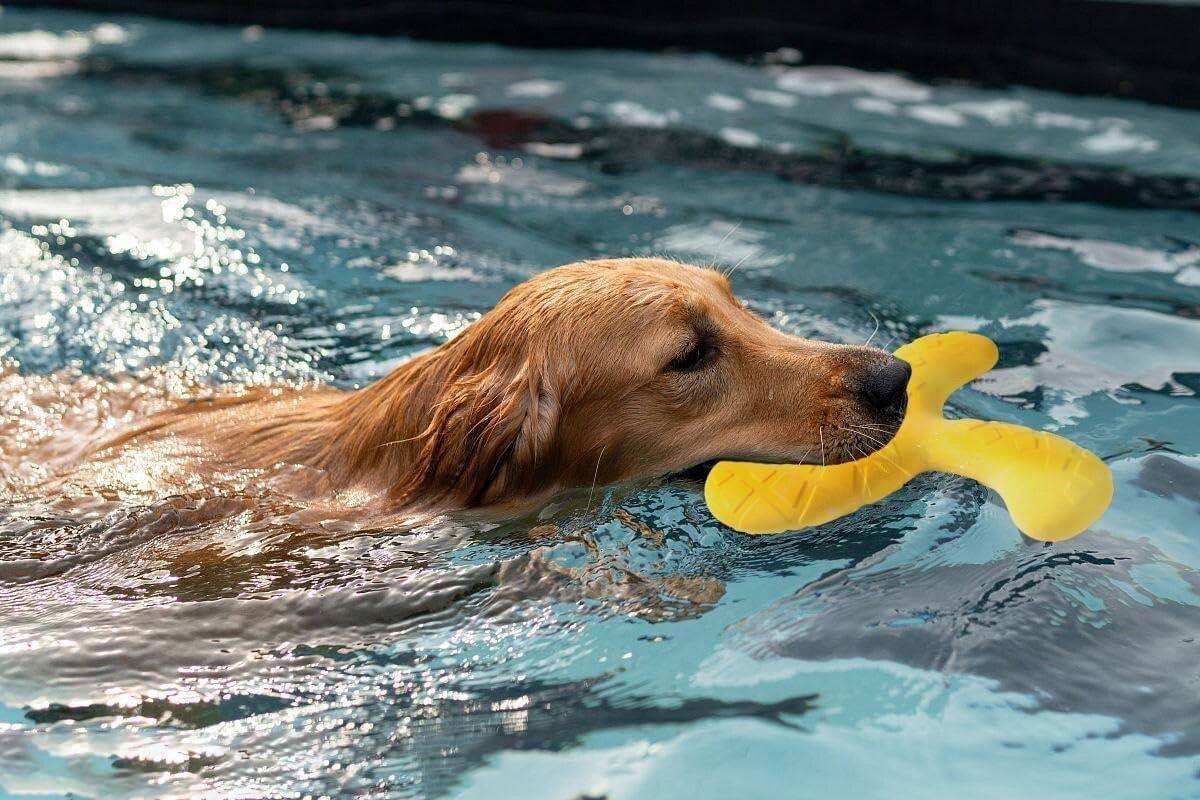 Outdoor Floating Dog , EVA Rubber Plastic BiteResistant Chew Toys SHEIN ASIA