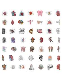 50 张解剖贴纸，解剖设计防水乙烯基贴纸，适合学生、教师、水瓶、笔记本电脑、剪贴簿 - 人体解剖贴花 - 彩色 - 查看 2