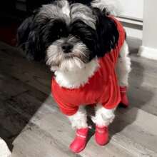 糖果色防滑防水橡胶宠物狗靴爪子保护器 - 彩色 - 查看 7