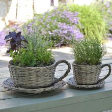 2 Willow Teacup Planters – Gift Boxed - 2 - View 1