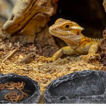 2 件爬行动物喂食碗 - 蜥蜴树脂喂食盘，两栖动物食物碗，装饰性玻璃容器，适用于蜥蜴、变色龙、豹纹壁虎、青蛙、蛇、寄居蟹、乌龟、蜘蛛等宠物 - 黑色 - 查看 7