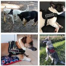 Reinforced Rope Guide Kit Shock Absorbing Spring + Super Resistant Harness Collar For Large And Medium-Sized Dogs Reinforced Safety Lock Pet Adjustment Dog Walking - xanh quân đội - Xem 3