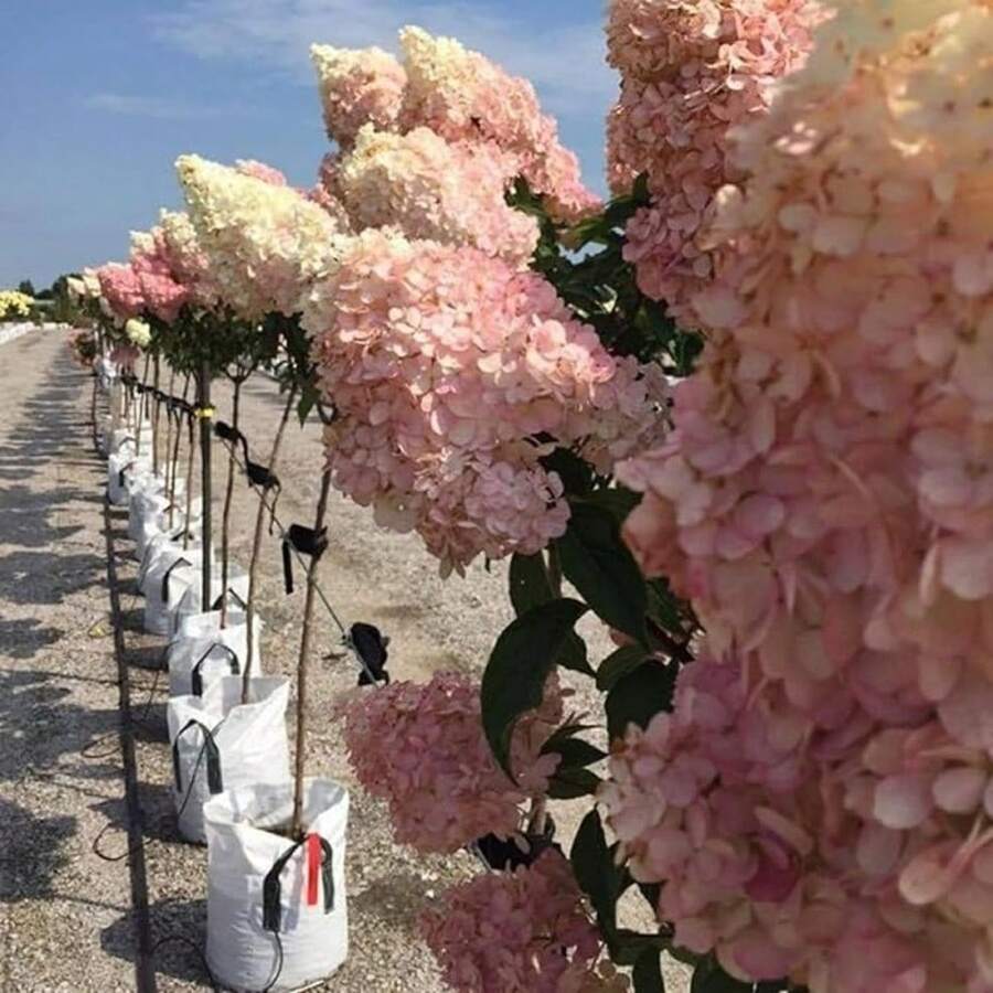 50 Vanilla Strawberry Hydrangea Flower Seeds Perfect For Pot Or Ground