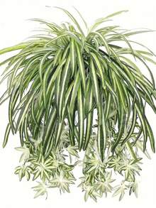 1 pieza Planta suculenta colgante artificial, decoración de pared con planta de helecho falsa - Clorofito blanco - Ver 2