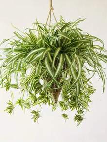 1 pieza Planta suculenta colgante artificial, decoración de pared con planta de helecho falsa - Clorofito blanco - Ver 6