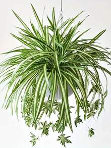 1 pieza Planta suculenta colgante artificial, decoración de pared con planta de helecho falsa - Clorofito blanco - Ver 8