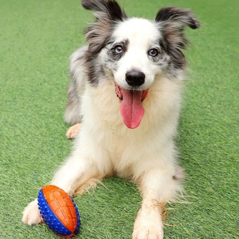 GiGwi 1 st oförstörbar pipig hundälskare och hundmamma kärleksboll, lindrar ångest, rengör tänder, interaktiv tuggleksak för aggressiva tuggare, lämplig för stora hundälskare och hundmamma kärleksraser, vattentät utomhus