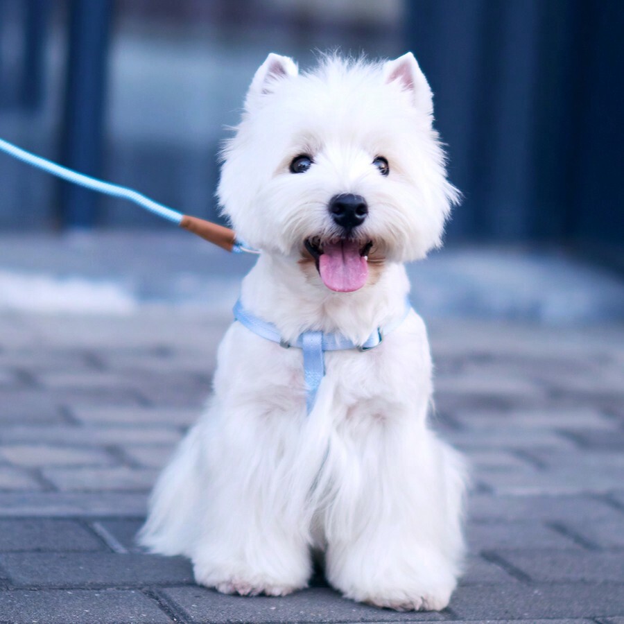 Touchdog Dog Leash, Harness Style Chest Strap, For Small/Medium/Large