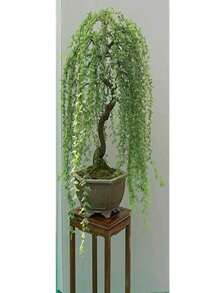 Bonsai Green Weeping Willow Tree Cutting - màu xanh lá - Xem 2