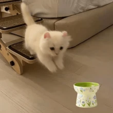 陶瓷高脚猫碗、狗食碗、饮水碗，保护宠物脖子 - 綠色 - 查看 1