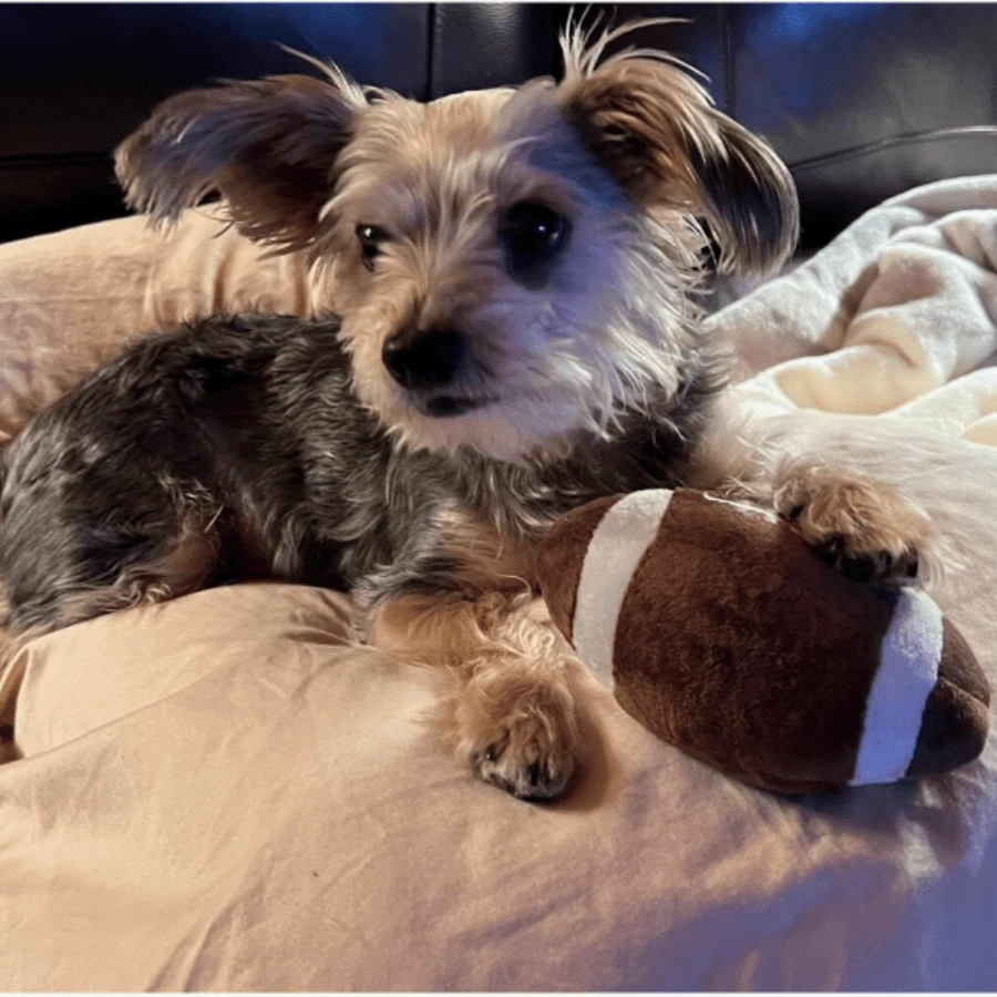 1pc Olive Shape/Football Squeaky Plush Doll, Pet Teeth Cleaning Chew Doll, Interactive Pet