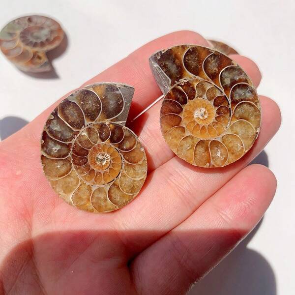 1 st/2 st natuurlijke ammonietschelpenschijfjes, mineraalmonsters, gepolijste edelstenen, voor huisdecoratie en het maken van sieraden