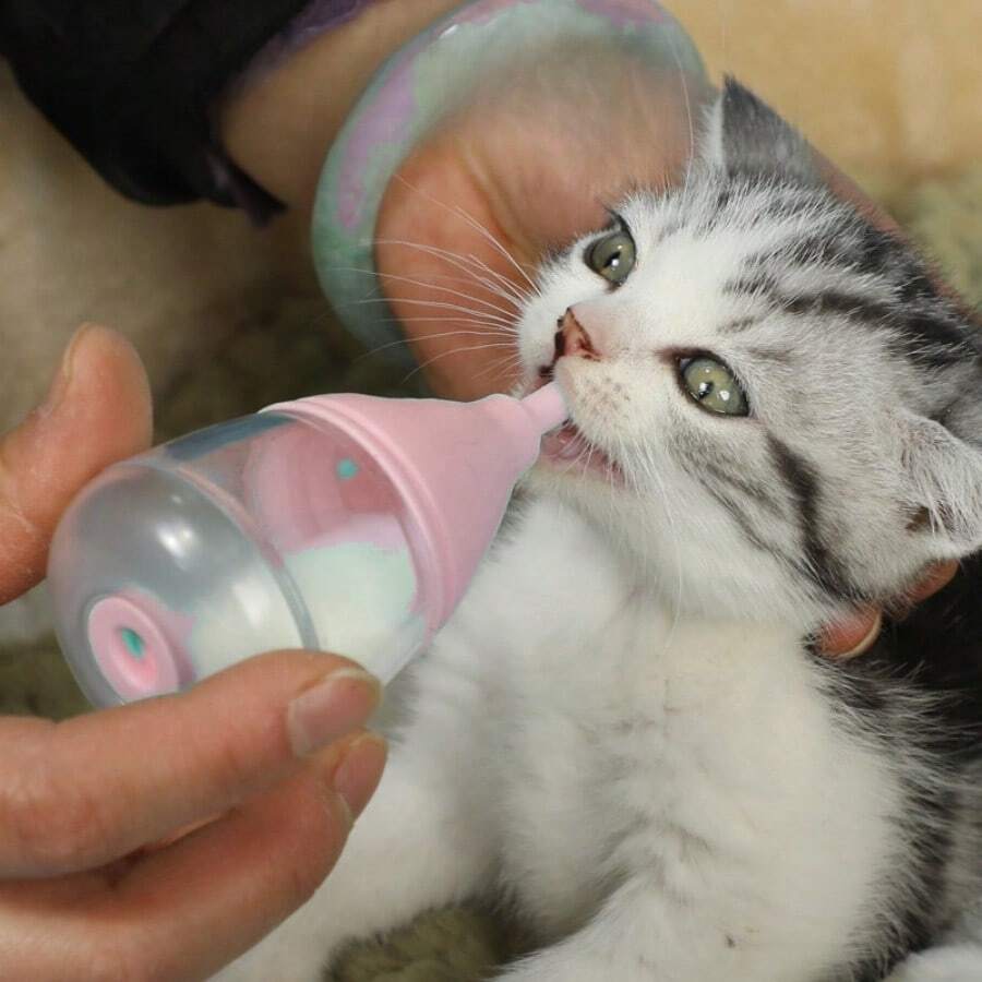 宠物婴儿奶瓶，适用于狗、猫等宠物 - 粉色 - 查看 1