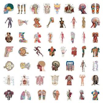 53 Medical Student Note Stickers Suitable For Recording, Body Structure, Personalized, Graffiti Stickers, Decorative Notes, Water Bottles, Stickers That Can Be Attached To Diaries As Identification, Etc"Back To School""School Supplies""The Spring Festival""Valentine's Day"