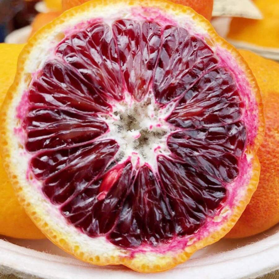 Blood Orange Tree Seeds Fast Growing Rich In Vitamin C Juicy GMO Free