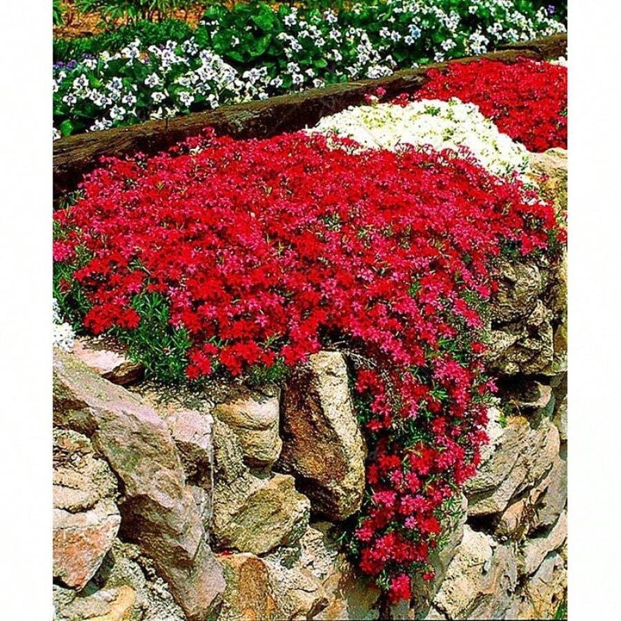 200pcs Creeping Thyme Seeds Or Blue Rock Seeds Ground Cover Seeds