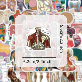 53张医学生笔记贴纸适用于记录、身体结构、个性化、涂鸦贴纸、装饰笔记、水瓶贴纸、可贴在日记本上作为身份识别等“返校节”“学校用品”“春节”“情人节”