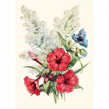 1 件复古植物科普知识花卉海报和印刷品帆布画墙壁艺术画适用于客厅家居装饰无框架 - 彩色 - 查看 61