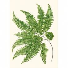 1 件复古植物科普知识花卉海报和印刷品帆布画墙壁艺术画适用于客厅家居装饰无框架 - 彩色 - 查看 56