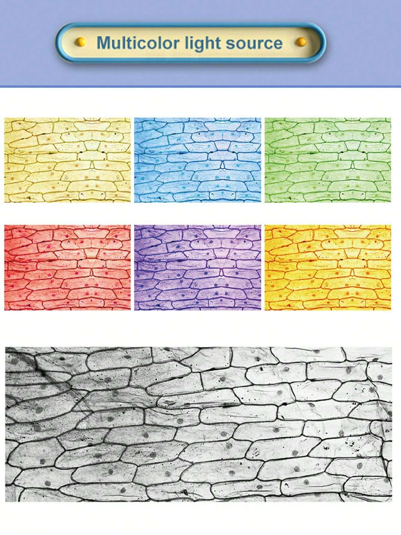 Random Style High Definition High Magnification Microscope Toy