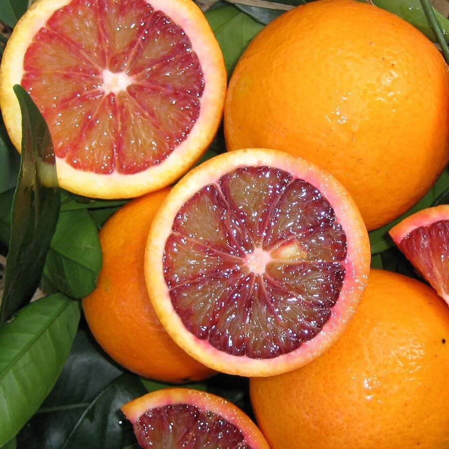 Blood Orange Tree Seeds Fast Growing Rich In Vitamin C Juicy GMO Free