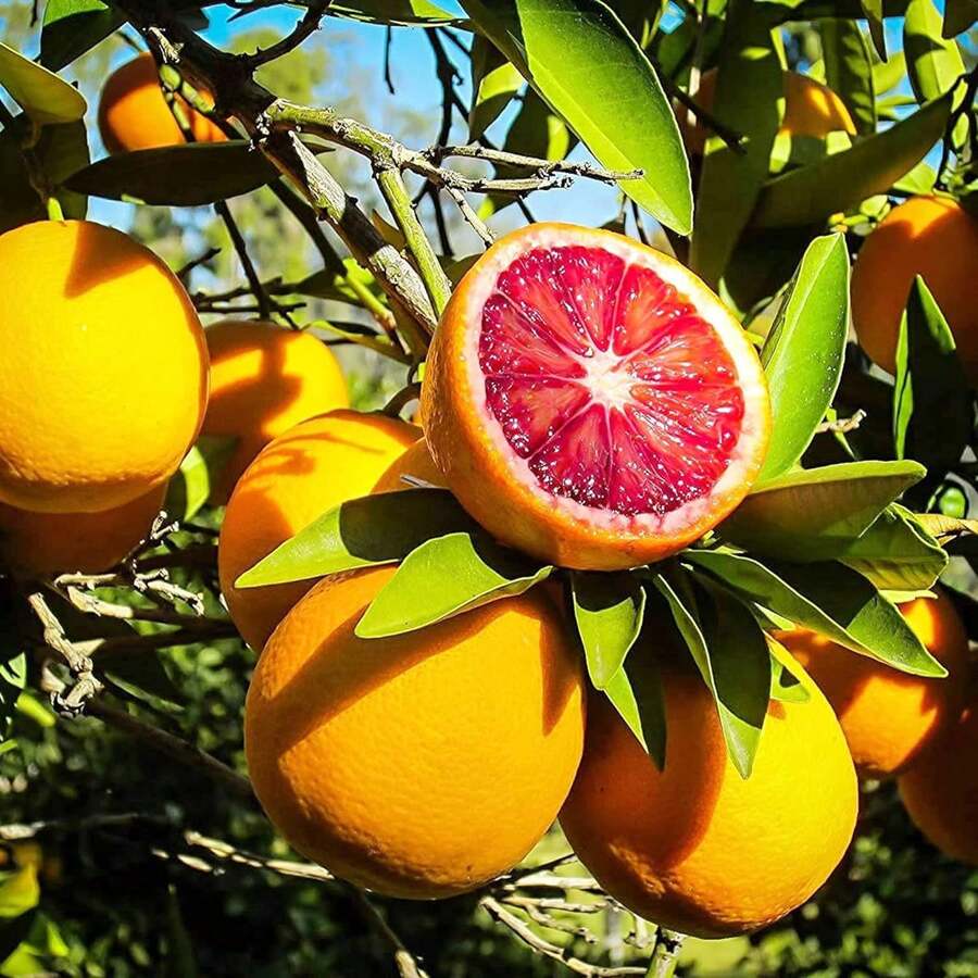 Blood Orange Tree Seeds Fast Growing Rich In Vitamin C Juicy GMO Free