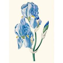 1 件复古植物科普知识花卉海报和印刷品帆布画墙壁艺术画适用于客厅家居装饰无框架 - 彩色 - 查看 53