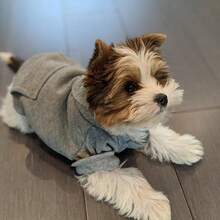 1 Áo nỉ trùm đầu cho chó có túi, Quần áo ấm cho thú cưng, Dành cho chó nhỏ như Chihuahua, Poodle, Bichon Frise, Yorkie, Mùa thu/đông - Nhiều màu - Xem 15