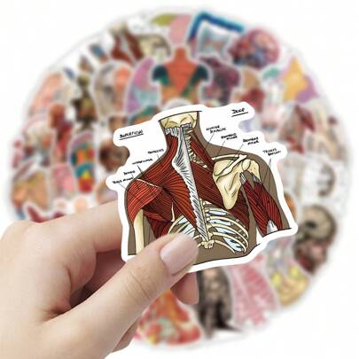 53 Medical Student Note Stickers Suitable For Recording, Body Structure, Personalized, Graffiti Stickers, Decorative Notes, Water Bottles, Stickers That Can Be Attached To Diaries As Identification, Etc"Back To School""School Supplies""The Spring Festival""Valentine's Day"