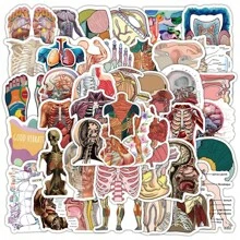 53 Medical Student Note Stickers Suitable For Recording, Body Structure, Personalized, Graffiti Stickers, Decorative Notes, Water Bottles, Stickers That Can Be Attached To Diaries As Identification, Etc"Back To School""School Supplies""The Spring Festival""Valentine's Day"