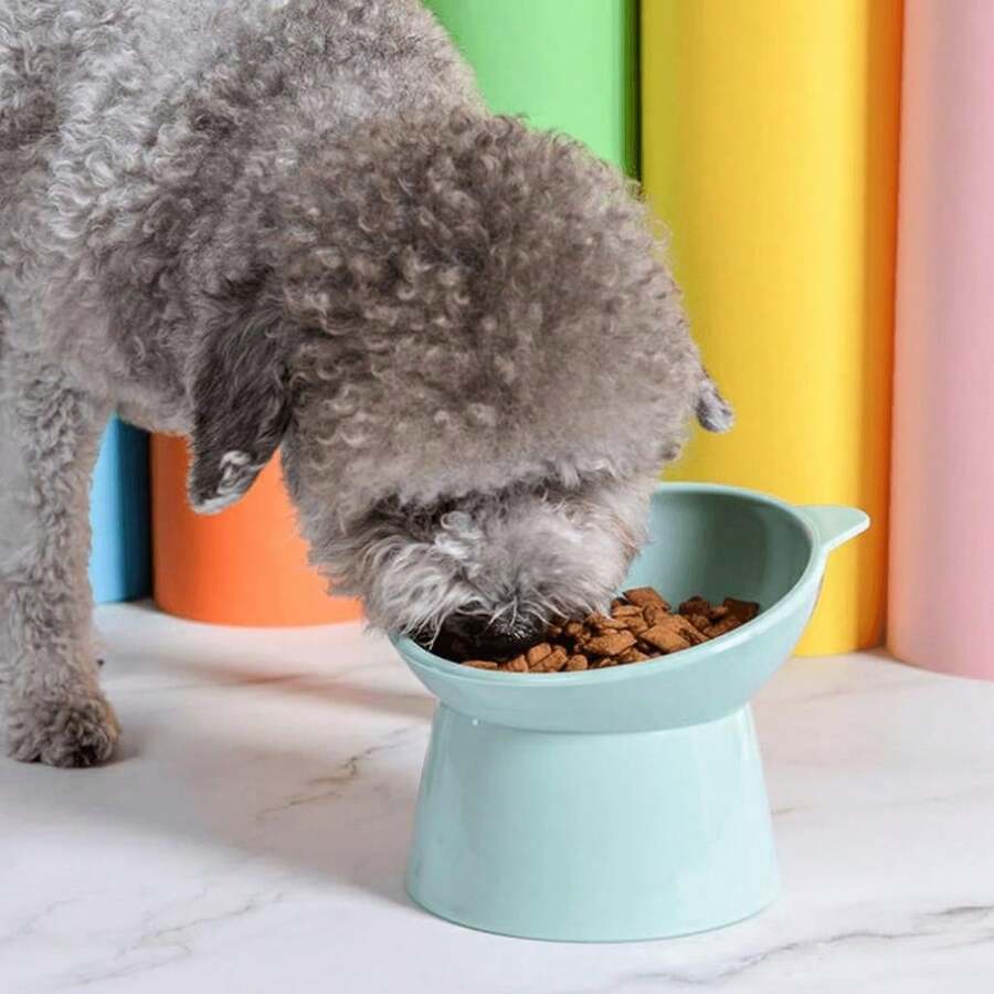 Elevated Cat Feeder Drinker Ergonomic Correct Posture Beautiful Male