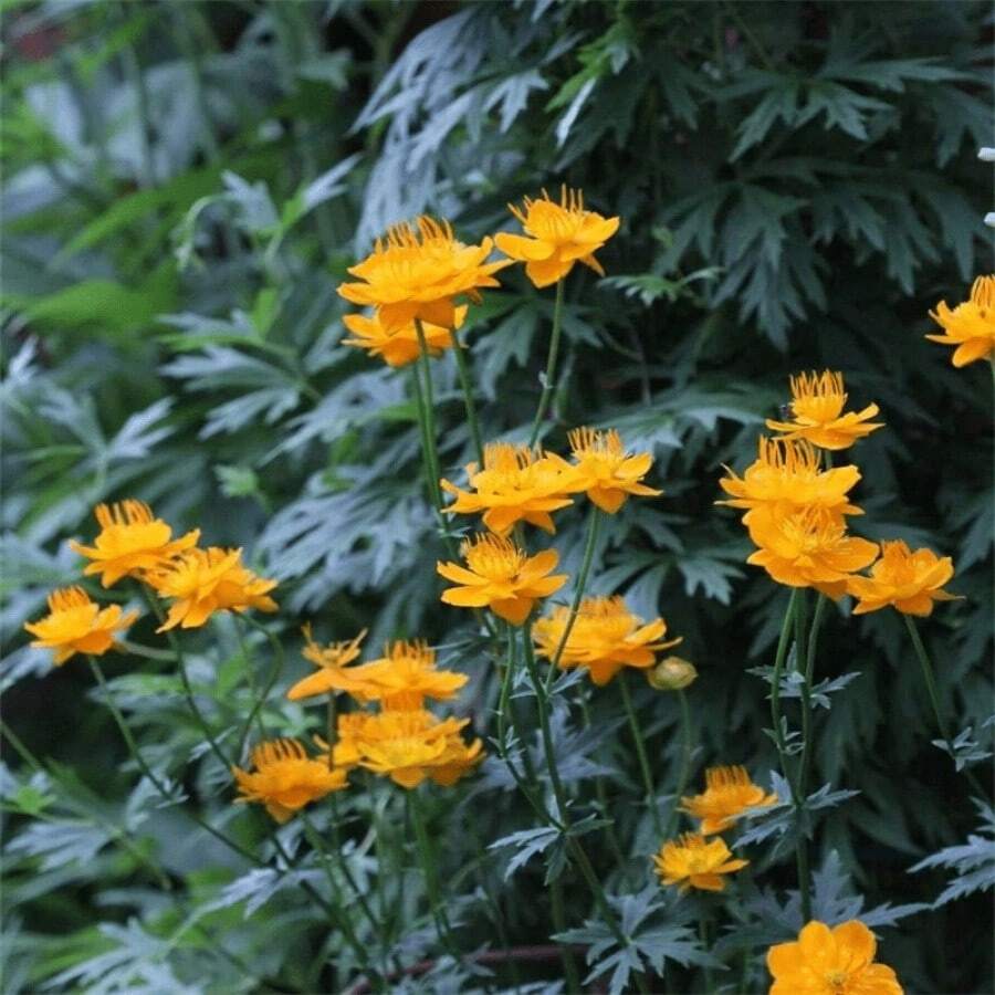 100Pcs The Golden Lotus Flower (Yellow Lotus Seed) May Bloom For The