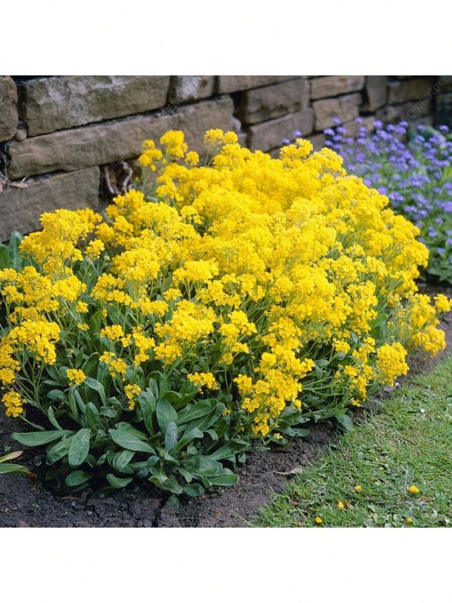 Easy Cultivating High Germination Rate 3000 Alfalfa Flowers Golden