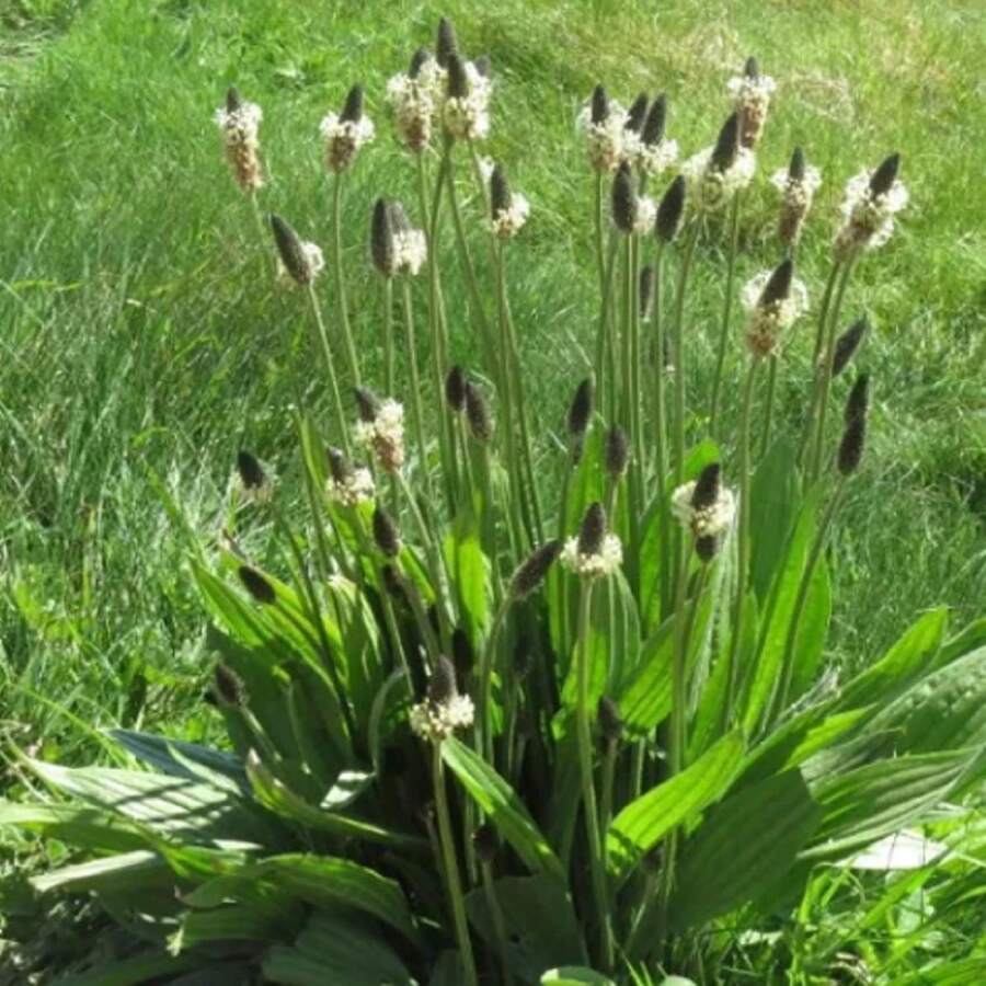 Ribwort Plantain Seed Plantago Lanceolata Plant Perennial Herb Plants