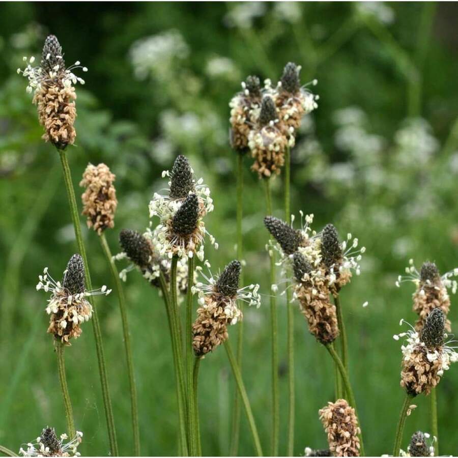 Ribwort Plantain Seed Plantago Lanceolata Plant Perennial Herb Plants