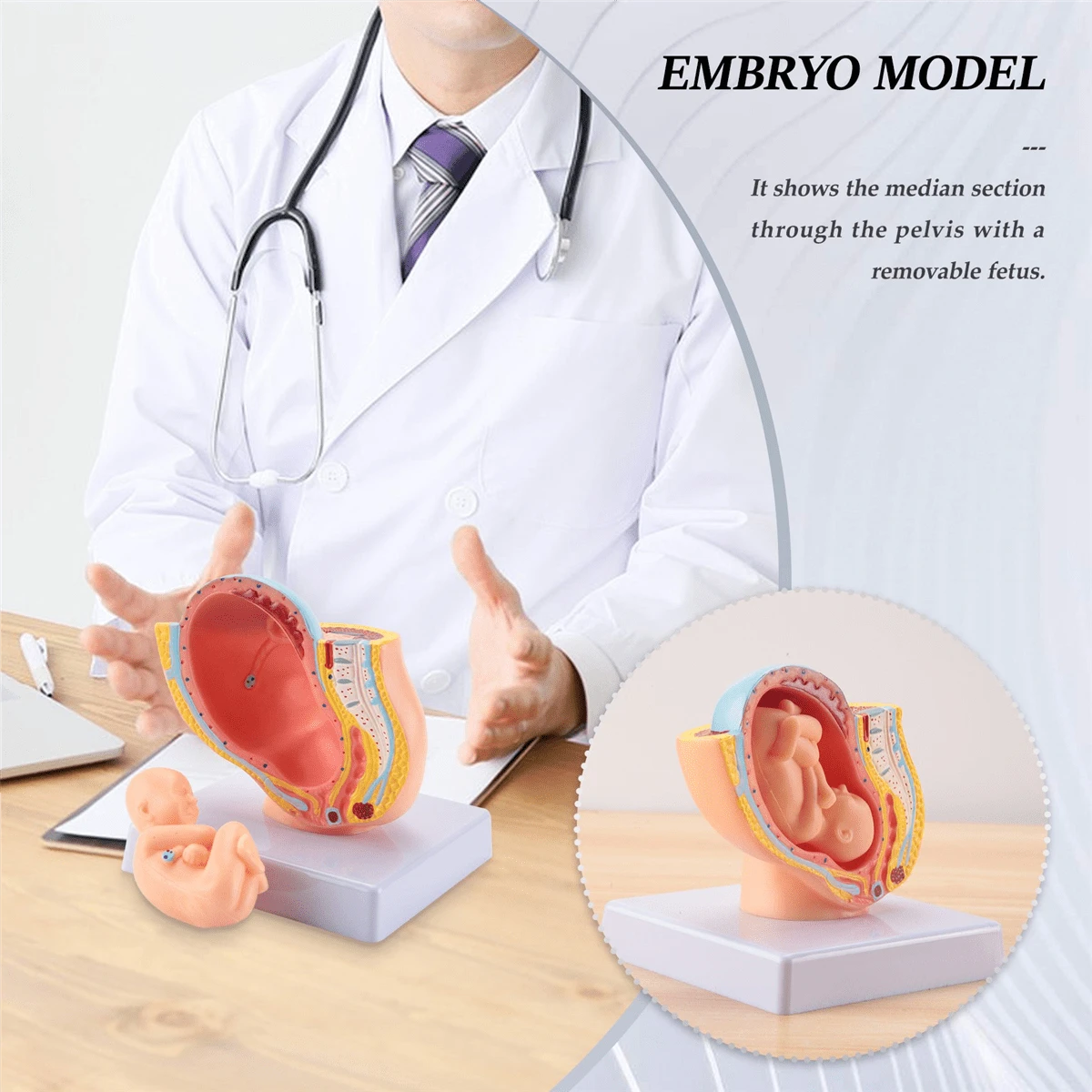Photo inspiration: Visual Reference: Human Pregnancy Fetal Development 9Th Month Embryonic Pelvic Model