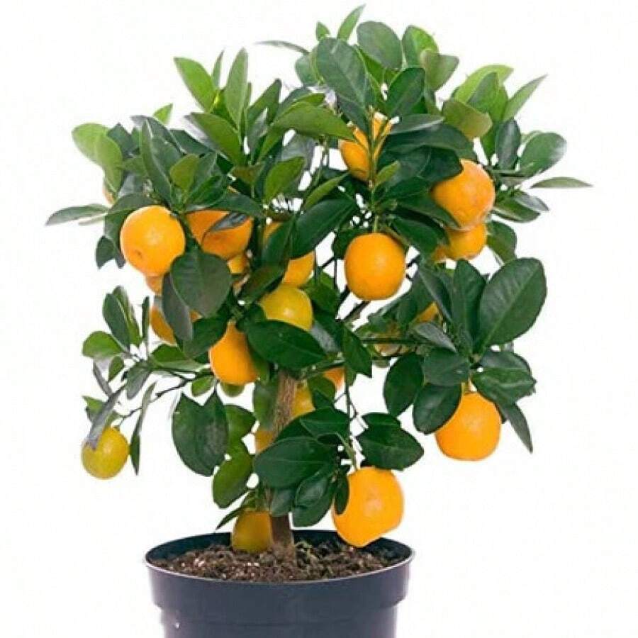 20+ Mandarin Orange Tree Seeds Dwarf Edible Fruit Citrus Fruit Plant