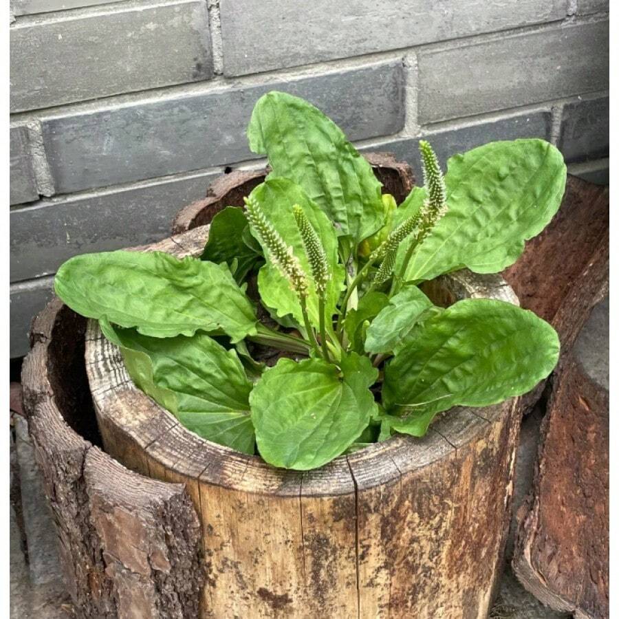 Ribwort Plantain Seed Plantago Lanceolata Plant Perennial Herb Plants