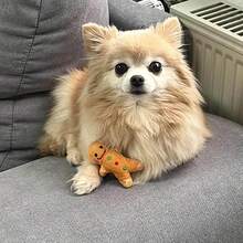 柔软的姜饼毛绒宠物娃娃，耐用材质 - 适合小型犬和猫，节日圣诞节设计 - 彩色 - 查看 4