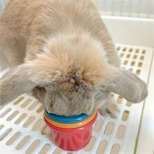 Stackable Rabbit Cups, Colorful Small Animals Rich Toys, Interactive Snacks Hidden Games, Suitable For Rabbits, Hamsters, Pets To Relieve Boredom, Bite-Resistant Material - Multicolor - View 5
