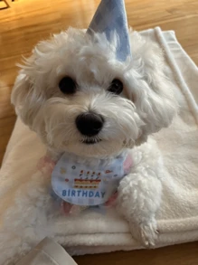 Plaid Lace Birthday Scarf + Hat Set, Pet Birthday Party Set, Suitable For Cats And Dogs, Birthday Celebration, Gift