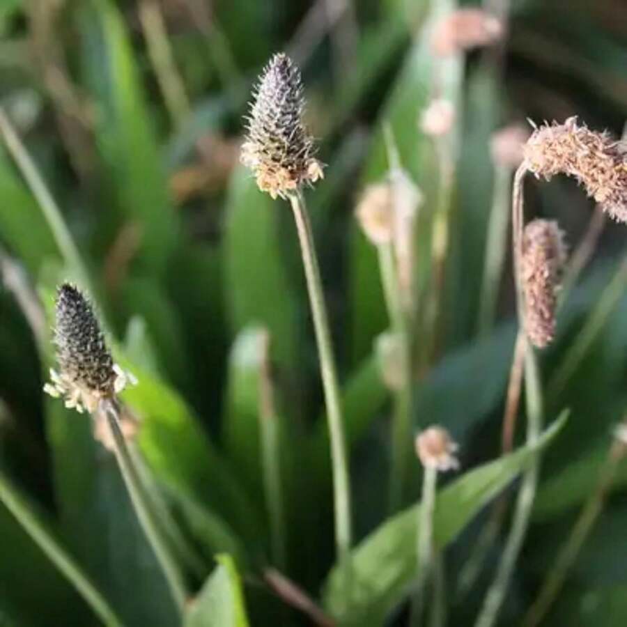 Ribwort Plantain Seed Plantago Lanceolata Plant Perennial Herb Plants