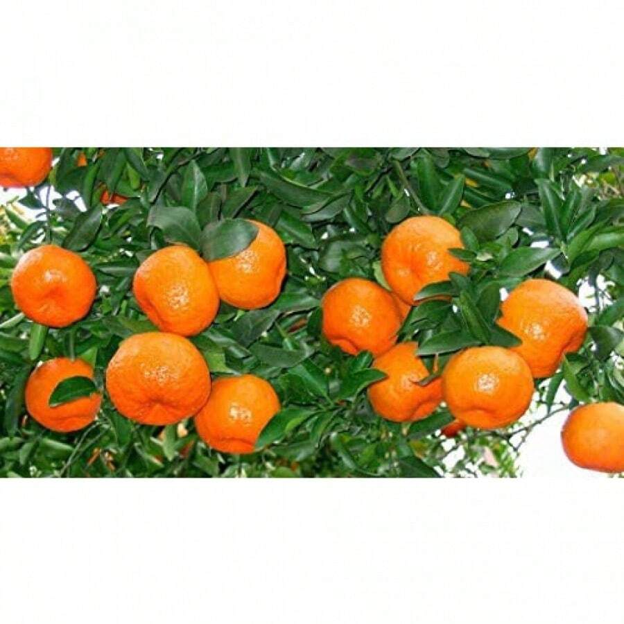 20+ Mandarin Orange Tree Seeds Dwarf Edible Fruit Citrus Fruit Plant