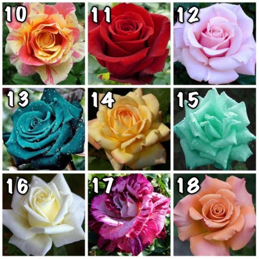 100pcs Rose Flower Seeds Easy Planting Daquan Plant Live Seed Flower
