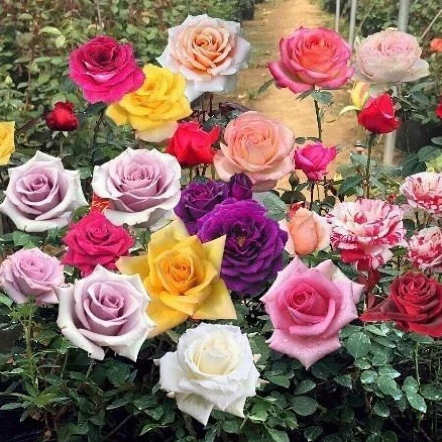 M&A 50 Seeds MixedColors Beautiful Rose Flower Seeds For Planting