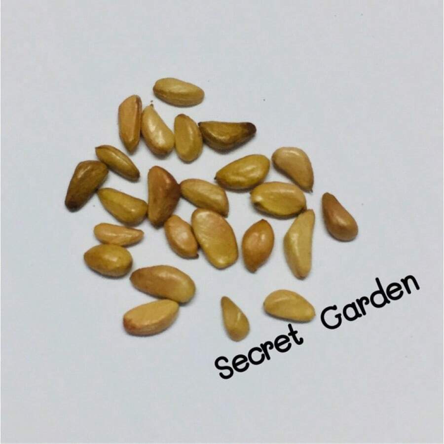 100pcs Rose Flower Seeds Easy Planting Daquan Plant Live Seed Flower