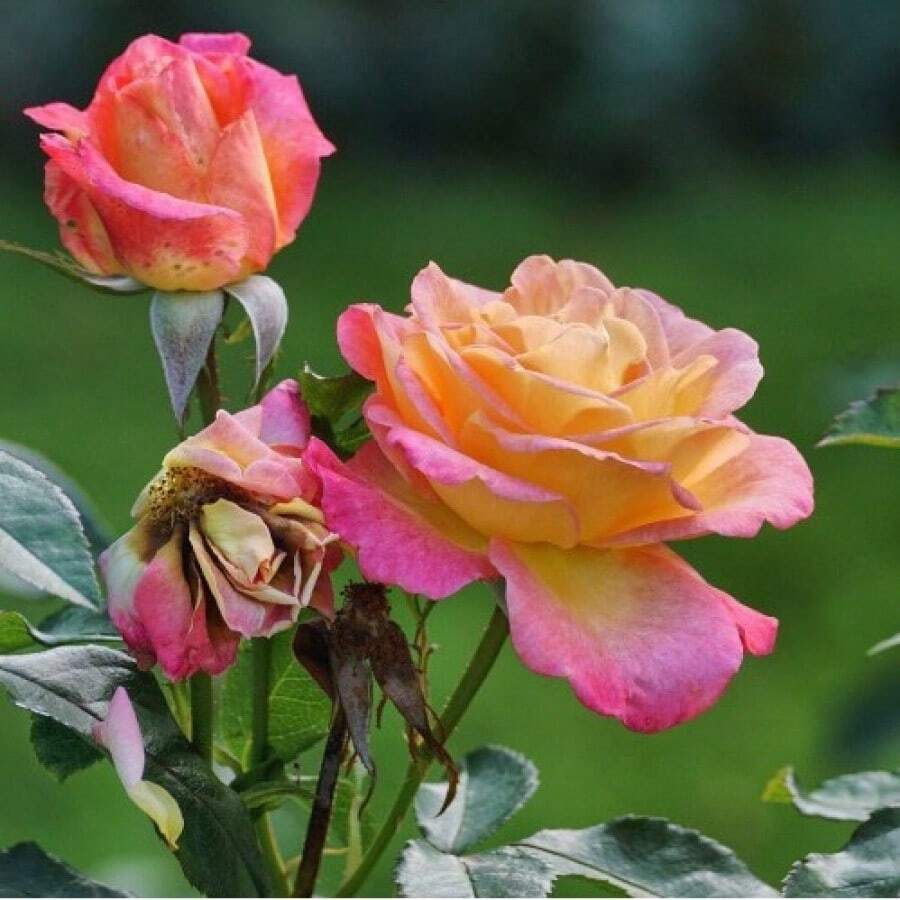 M&A 50 Seeds MixedColors Beautiful Rose Flower Seeds For Planting