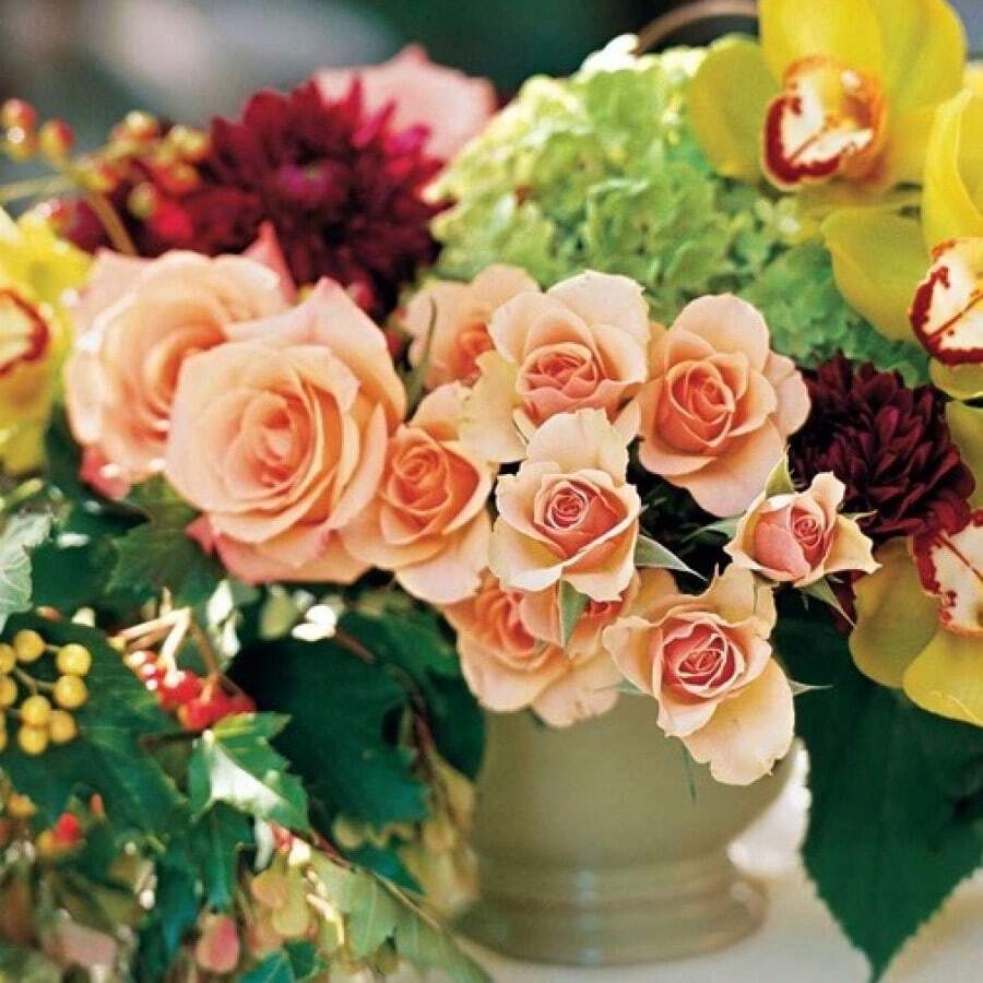 M&A 50 Seeds MixedColors Beautiful Rose Flower Seeds For Planting