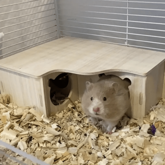 1PC Wooden Hamster Adventure Maze & Cozy Hideout - Exciting Exploration Course With Multiple Chambers For Your Pets Ultimate Playtime,Small Pets Training Toy